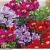 Alstroemeria 'Tree Everest Mix' -Cheap Tree Foliage Store alstro2
