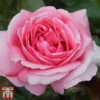 Rose 'Special Anniversary' (Hybrid Tea Rose) -Cheap Tree Foliage Store anniv