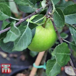 Apple Duo Patio Fruit Trees -Cheap Tree Foliage Store apple duo c