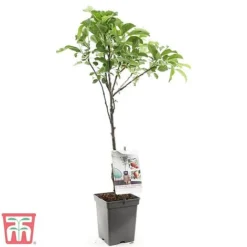 Apple Duo Patio Fruit Trees -Cheap Tree Foliage Store apple2