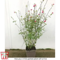 Salvia 'Hot Lips' -Cheap Tree Foliage Store arrival sal