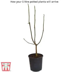 Magnolia X Loebneri 'Mag's Pirouette' -Cheap Tree Foliage Store arrival17