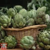 Globe Artichoke 'Green Globe Improved' F1 Hybrid 1 Globe Artichoke 'Green Globe Improved' F1 Hybrid -Cheap Tree Foliage Store arti