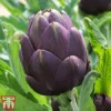 Globe Artichoke 'Purple Globe'