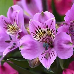 Alstroemeria 'Tree Everest Mix' -Cheap Tree Foliage Store ast3