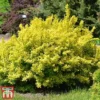 Berberis Thunbergii 'Aurea' -Cheap Tree Foliage Store aur