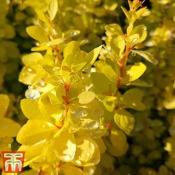 Berberis Thunbergii 'Aurea' -Cheap Tree Foliage Store aur3