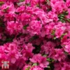 Rhododendron 'Rustica Pink' (Azalea Group) 2 Rhododendron 'Rustica Pink' (Azalea Group) -Cheap Tree Foliage Store aza pin1