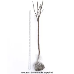 Magnolia X Brooklynensis 'Yellow Bird' -Cheap Tree Foliage Store bare root 2