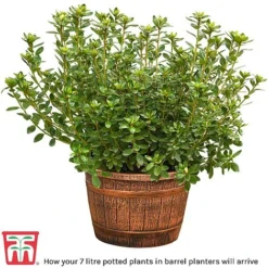 Rhododendron 'Dopey' -Cheap Tree Foliage Store barrel planter9