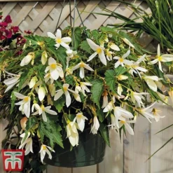 Begonia 'Santa Barbara' -Cheap Tree Foliage Store bego sant e