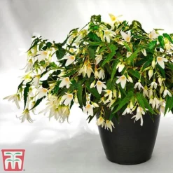 Begonia 'Santa Barbara' -Cheap Tree Foliage Store bego sant j