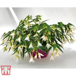 Begonia 'Santa Barbara' -Cheap Tree Foliage Store bego sant k