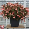 Begonia 'Waterfalls Bicolour' 1 Begonia 'Waterfalls Bicolour' -Cheap Tree Foliage Store bego waterf6
