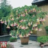Angels Trumpet Tricolour