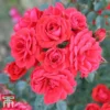 Rose 'Birthday Wishes' (Shrub Rose) -Cheap Tree Foliage Store birthday