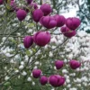 Magnolia 'Black Tulip' -Cheap Tree Foliage Store black tulip
