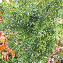 Sollya Heterophylla -Cheap Tree Foliage Store bluebell 2