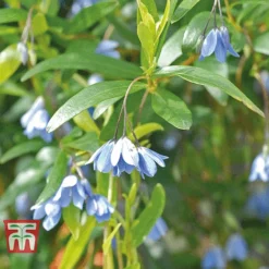 Sollya Heterophylla -Cheap Tree Foliage Store bluebell creeper