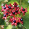 Clerodendrum Trichotomum -Cheap Tree Foliage Store cal