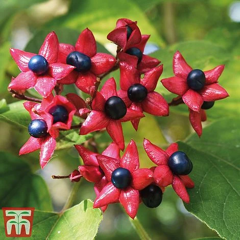 Clerodendrum Trichotomum 3 Clerodendrum Trichotomum