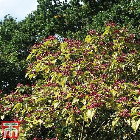 Clerodendrum Trichotomum 4 Clerodendrum Trichotomum - Image 2