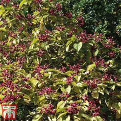 Clerodendrum Trichotomum 10 Clerodendrum Trichotomum -Cheap Tree Foliage Store cal4