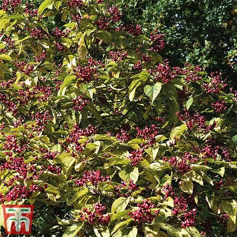 Clerodendrum Trichotomum 5 Clerodendrum Trichotomum - Image 3