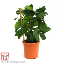 Calamondin Orange - Citrus -Cheap Tree Foliage Store calamon supplied