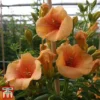 Campsis X Tagliabuana 'Summer Jazz - Gold'