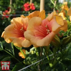 Campsis X Tagliabuana 'Summer Jazz - Gold' -Cheap Tree Foliage Store camp jazz3