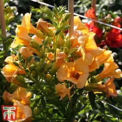 Campsis X Tagliabuana 'Summer Jazz - Gold' -Cheap Tree Foliage Store camp jazz4