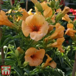 Campsis X Tagliabuana 'Summer Jazz - Gold' -Cheap Tree Foliage Store camp jazz6
