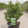 Ilex Crenata 'Caroline Upright' -Cheap Tree Foliage Store caroline1