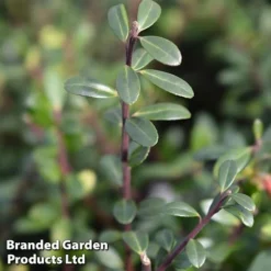 Ilex Crenata 'Caroline Upright' 7 Ilex Crenata 'Caroline Upright' -Cheap Tree Foliage Store caroline2