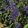 Ceanothus X Delilianus 'Henri Desfosse' -Cheap Tree Foliage Store cean