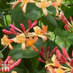 Honeysuckle 'Celestial' -Cheap Tree Foliage Store cele2