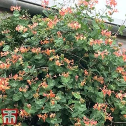 Honeysuckle 'Celestial' -Cheap Tree Foliage Store cele3