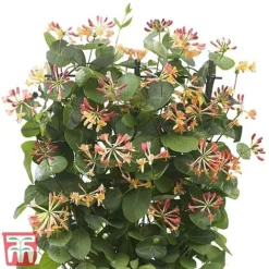 Honeysuckle 'Celestial' -Cheap Tree Foliage Store cele5