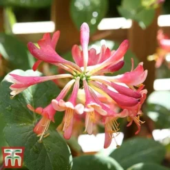 Honeysuckle 'Celestial' -Cheap Tree Foliage Store cele7