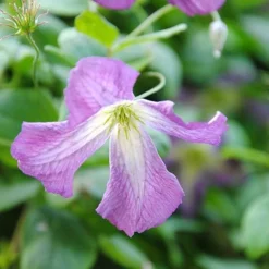 Clematis Viticella 7 Clematis Viticella -Cheap Tree Foliage Store clem NOW1