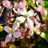 Clematis Armandii 'Apple Blossom' -Cheap Tree Foliage Store clem apple