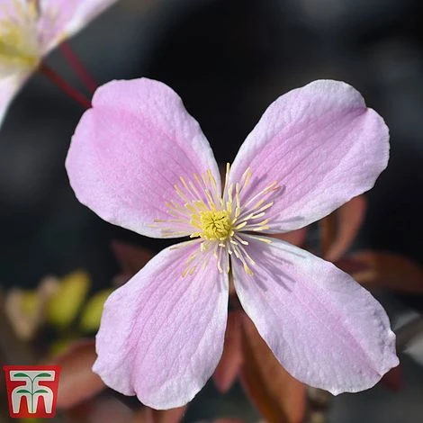 Clematis Montana 'Fragrant Springs' 3 Clematis Montana 'Fragrant Springs'