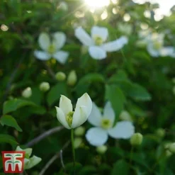 Clematis Montana 'Grandiflora' -Cheap Tree Foliage Store clem mont