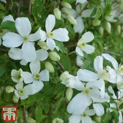 Clematis Montana 'Grandiflora' -Cheap Tree Foliage Store clem mont2