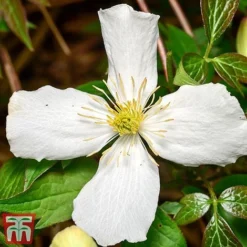 Clematis Montana 'Grandiflora' -Cheap Tree Foliage Store clem mont4