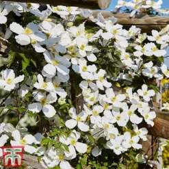 Clematis Montana 'Grandiflora' -Cheap Tree Foliage Store clem mont5