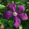 Clematis Viticella 'Polish Spirit' 2 Clematis Viticella 'Polish Spirit' -Cheap Tree Foliage Store clem pol