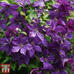 Clematis Viticella 'Polish Spirit' -Cheap Tree Foliage Store clem pol2