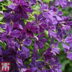 Clematis Viticella 'Polish Spirit' -Cheap Tree Foliage Store clem pol3